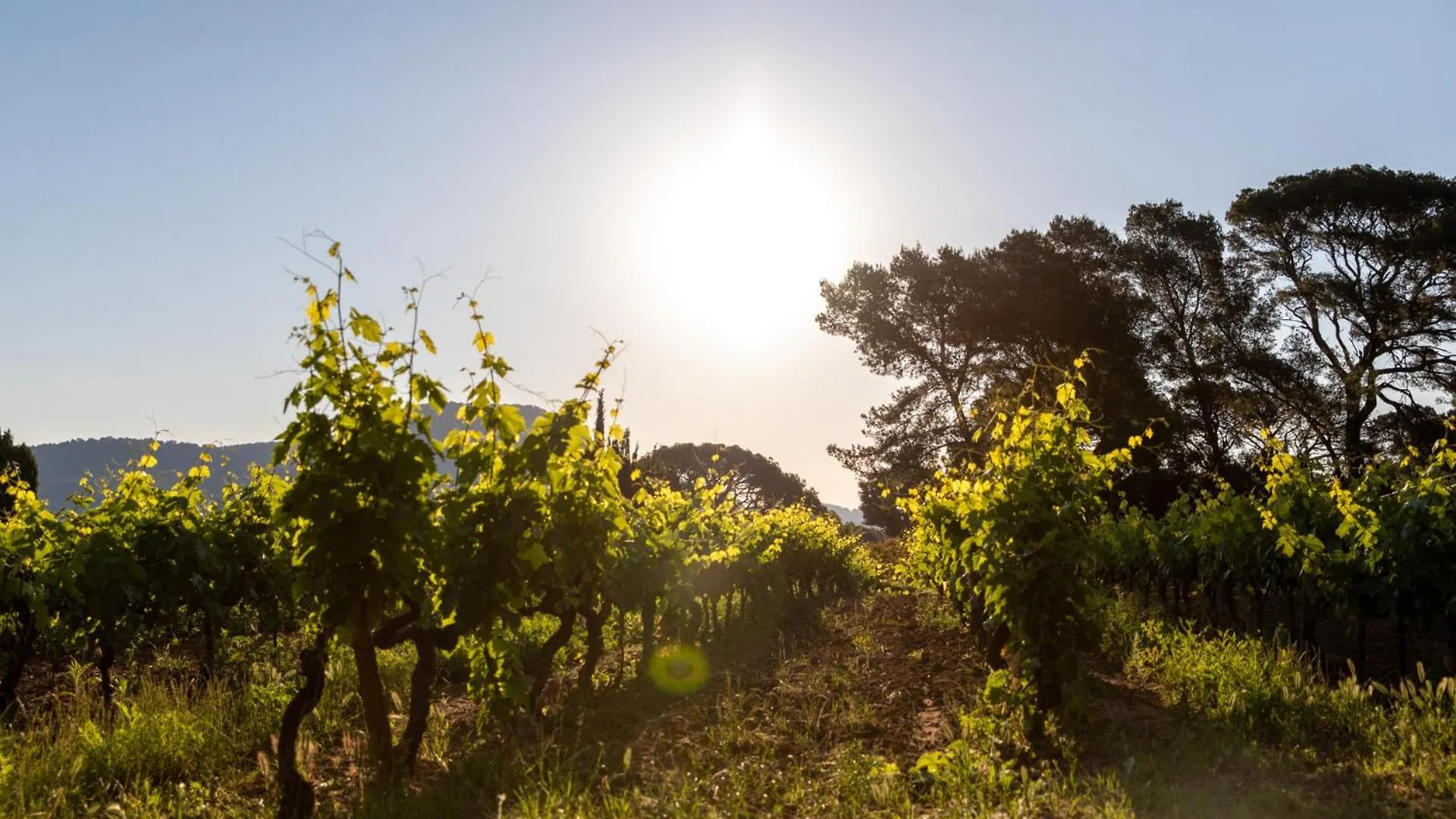 Villa Domaine De La Navicelle - Syrah Le Pradet Frankreich